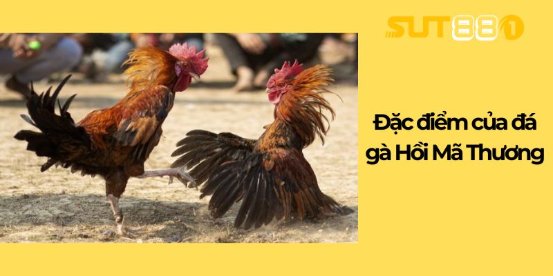 Đặc điểm của đá gà Hồi Mã Thương