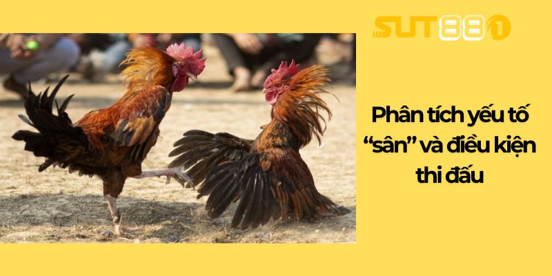 Phân tích yếu tố “sân” và điều kiện thi đấu