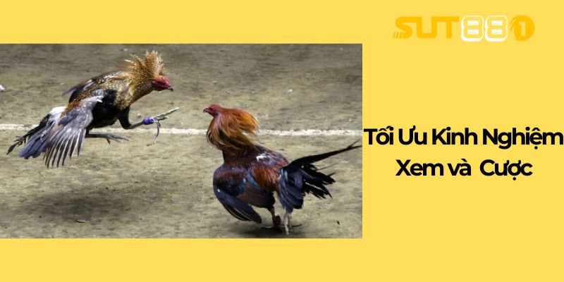 Tối Ưu Kinh Nghiệm Xem và Cược