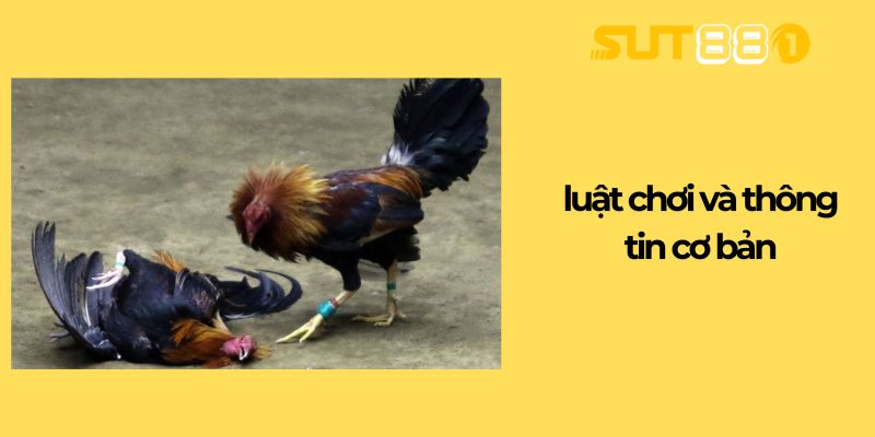 Luật chơi và thông tin cơ bản